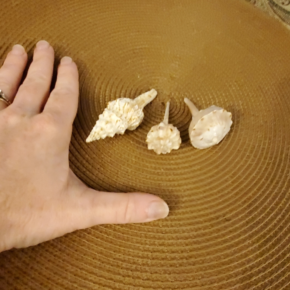Seashell bundle - Picture 3 of 3